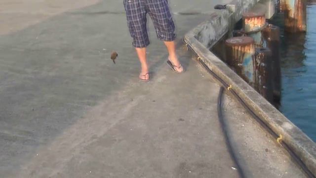 Самостоятельная рыбалка в Тайланде, остров Чанг, Банг Бао. 29 октября 2013 г. часть2 смотреть онлайн