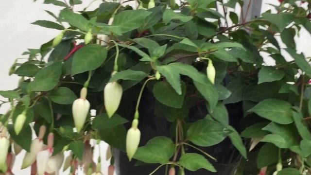 Annabel - Fuchsia смотреть онлайн