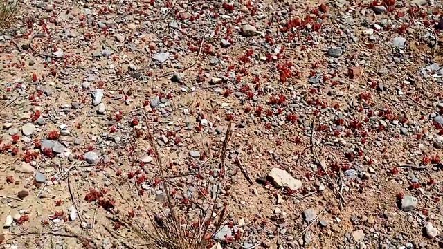 Литопсы ли?