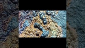 ФАНТАСТИЧЕСКИЕ СНИМКИ СДЕЛАННЫЕ ЭЛЕКТРОННЫМ МИКРОСКОПОМ