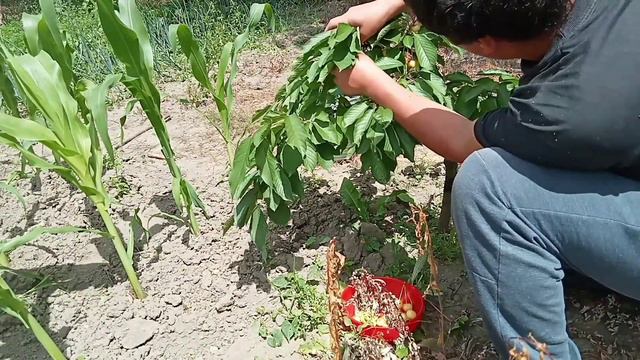 Cires pitic plin de cirese смотреть онлайн