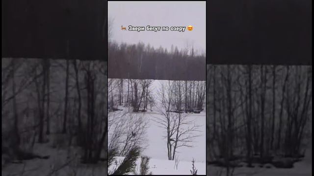 🦌Косули бегом по озеру Сакарнис рядом с городом Мадона в Латвии 🔥Зажигалочка в восторге! 🤩 #латвия