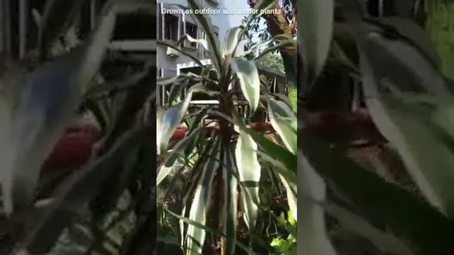 All about Dracaena marginata tricolor/Air purifying plant. смотреть онлайн
