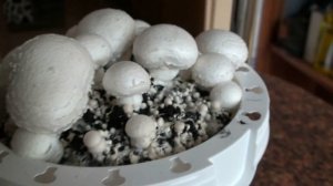 Рекомендации по выращиванию шампиньонов дома