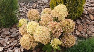 Гортензия Литтл Лайм от роспуска до осенних красок/Hydrangea Little Lime from bloom to autumn color