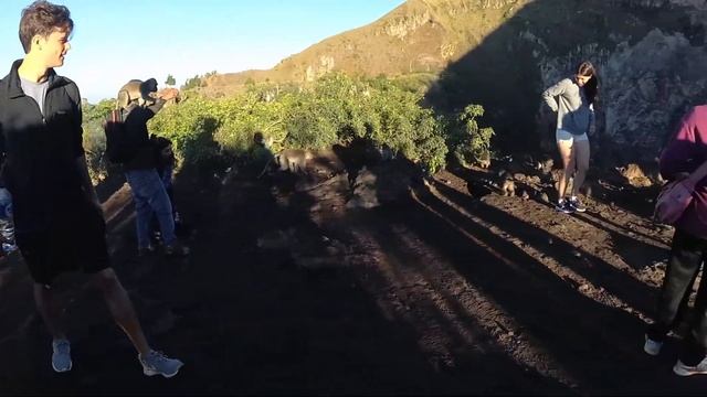 ОБЕЗЬЯНА ОБНАГЛЕЛА смотреть онлайн