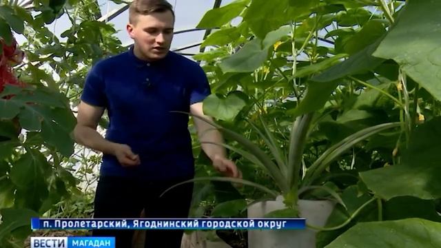 В хозяйстве  «Кривбасса» растут ананасы