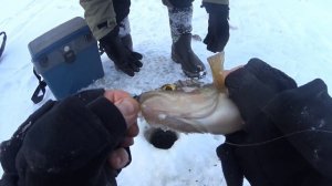 КЛЕВ ОГРОМНЫХ ОКУНЕЙ,ЩУК,рыбалка отдых с друзьями?Молчаново,ПЕРВАЯ РЫБАЛКА НА ЯМАХА ВК 540