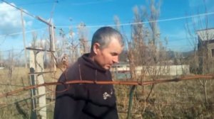 Внесение органических и минеральных удобрений под виноград
