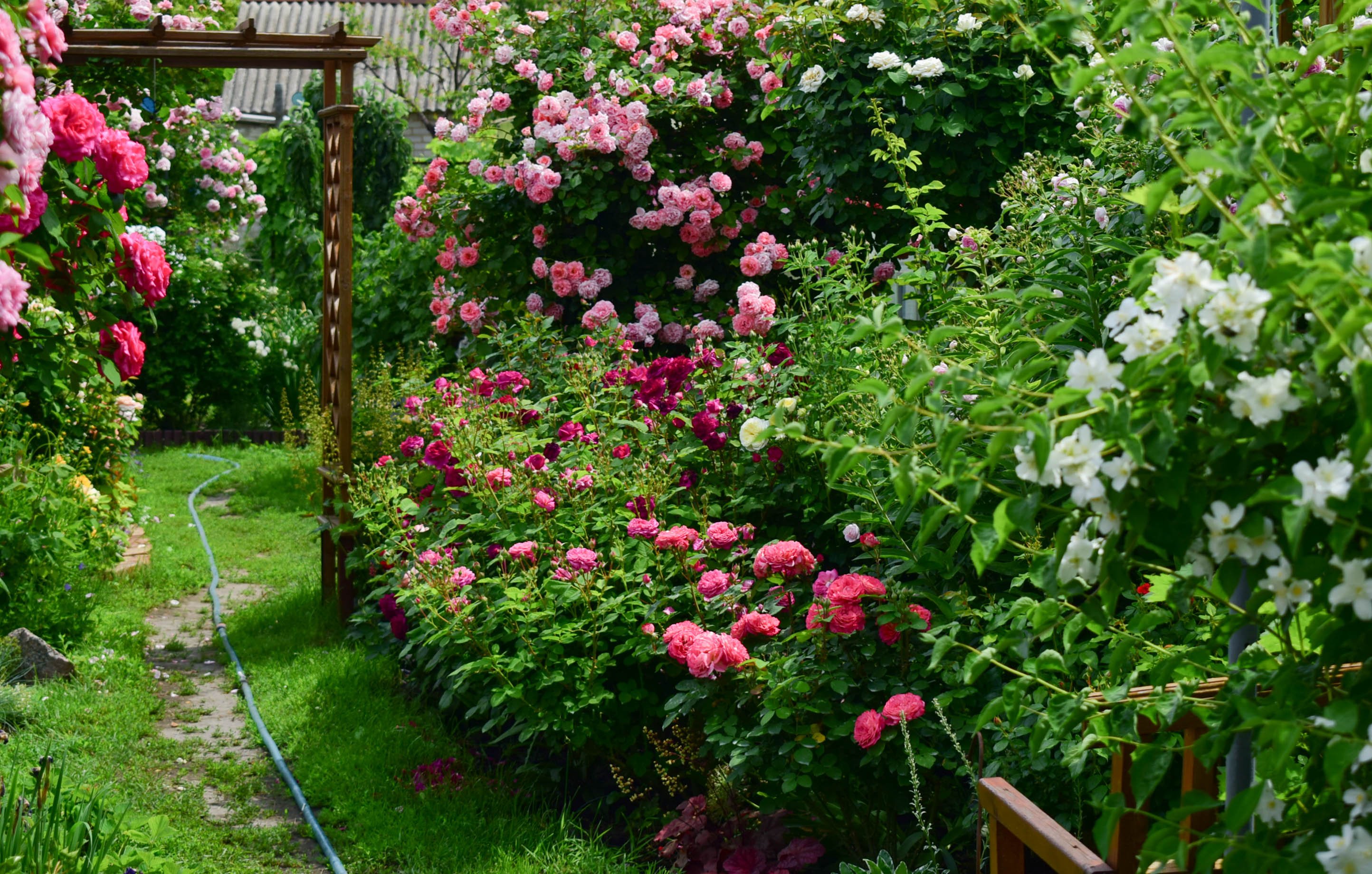 Розы Глазастики в саду