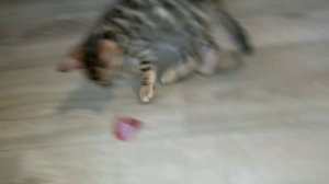 Первое мясо - первая дичььь! )))