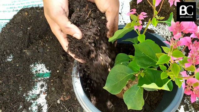 how to grow bougainvillea small plant pot - govi tv смотреть онлайн