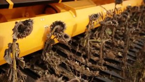 Жатка для уборки подсолнечника John Greaves