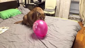 большой русский кот Шлепа