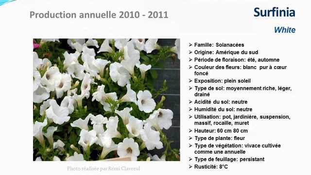 Surfinia White: plante annuelle смотреть онлайн