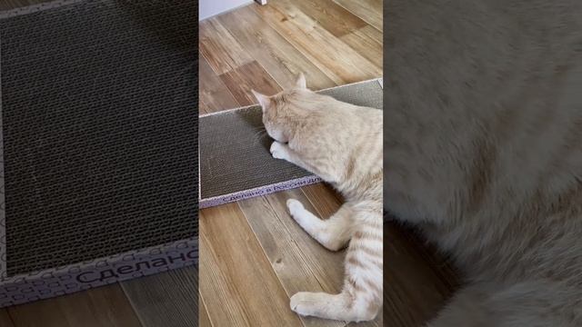 Котики довольны??