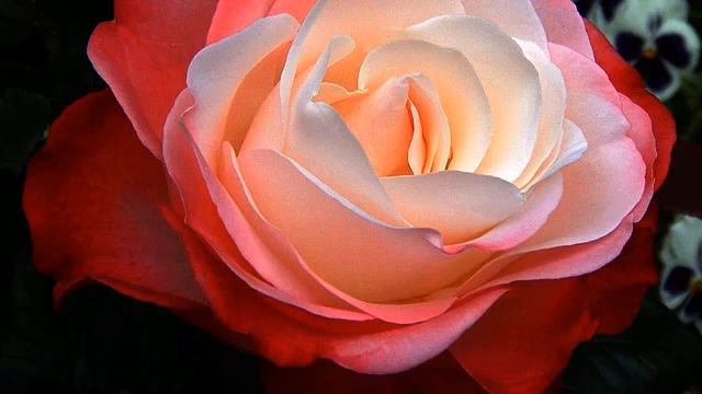 Новая песня и фото в отличном качестве смотреть онлайн