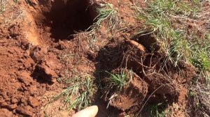 Как посадить вишню