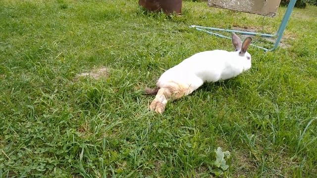 у КРОЛЬЧИХИ отказали ЗАДНИЕ ЛАПЫ очень жалко крольчиху смотреть онлайн