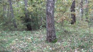 ТИХАЯ ОХОТА.СБОР ГРИБОВ В Калужской области.