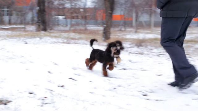 Phantom and sable poodles. смотреть онлайн