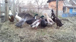 Редкие породы уток. Индийские бегуны в хозяйстве "Хорошо живём".