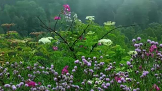 Релакс. Музыка для Сна. Успокаивающая Музыка. Звуки природы. Шум Дождя смотреть онлайн