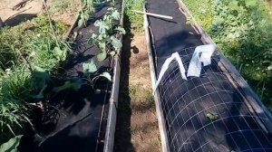 Мульча на грядках