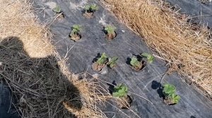 Капельный полив на клубнике, в  один ряд или в два?