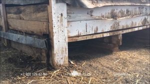 Выращивание червя Переход на буртовой способ разведения
