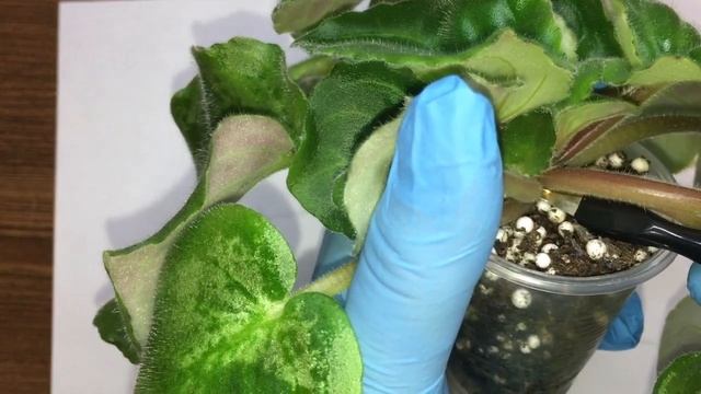 Фиалка, как и чем я удаляю пасынки у фиалки "Мой лайфхак" смотреть онлайн