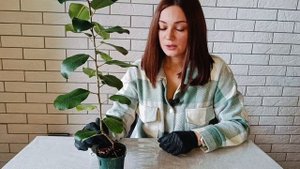 Уход и пересадка Фикус Натальский☘️