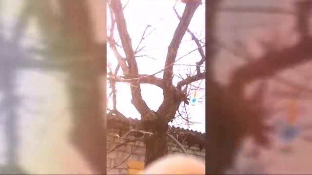 Как сделать кормушку?как повесить кормушку? + шашлык ???????? смотреть онлайн