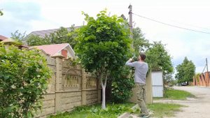 Липа крупнолистная.? Стрижка шар.