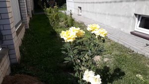 Роза чайно-гибридная Беролина