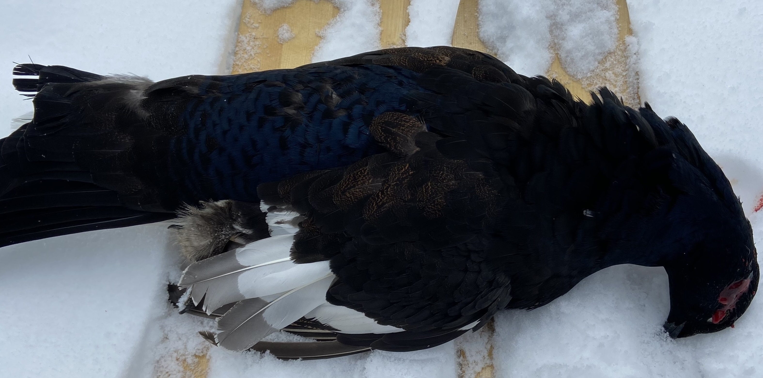 тетерев на лунках. охота на тетерева,косача на лунках смотреть онлайн