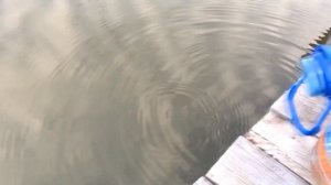 зарыбление пруда на даче красным декоративным карасем!золотой карась!