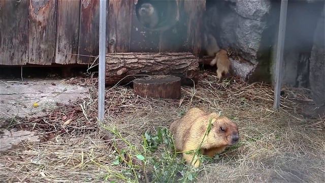 Сурчата