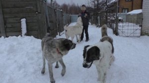 Танцы с собаками - у нас свои!