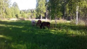 Годовалый жеребчик сбивает кобыл в косяк.