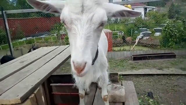 #VLOG_Еду жить на дачу?！ смотреть онлайн