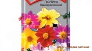 Георгина обыкновенная Пикколо мигнон микс ? обзор: как сажать, семена георгины Пикколо мигнон микс