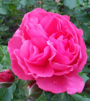 РОЗЫ НАЧИНАЮЩИМ. КАКИЕ БЫВАЮТ РОЗЫ.