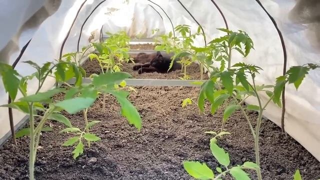 Теперь будет чисто и без сорняков! СУПЕР БЮДЖЕТНО и без сложностей САДОВЫЕ ДОРОЖКИ справится женщин