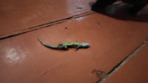 Кошка принесла котятам ящерицу и  зовет их кушать / The cat brought a lizard to the kittens