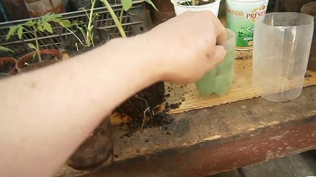 Стаканчики для рассады ВЕЧНЫЕ без затрат и своими руками