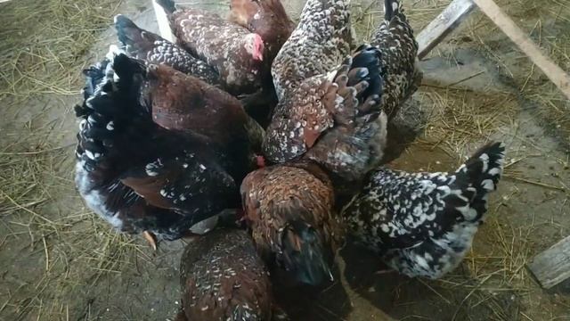 Три важных ингредиента для хорошей яйценоскости!!! смотреть онлайн