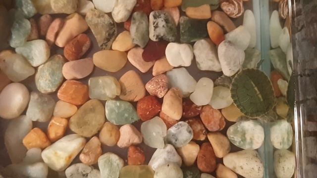 вылупление и кормление Морской Черепахи Живым Кормом #turtleEatsFish