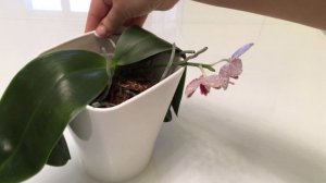 Phal. Brother Glory LF. Орхидея Бразе Глори. Первое цветение.