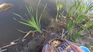 Рыбалка на карася!!! Готовлю куриную печень!!!